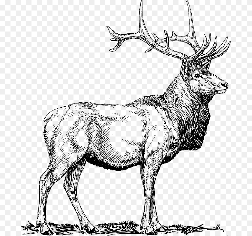 Moose Deer Head Animal Drawings, Elk, Mammal, Wildlife, Antelope Free Png Download