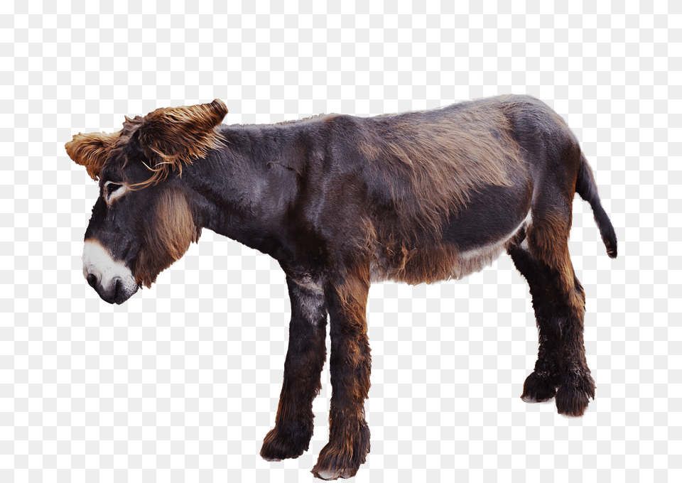Moose Donkey Animal, Mammal, Horse Free Png
