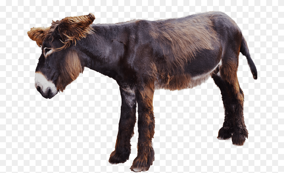 Moose Donkey Isolated Mammal Long Eared Animals Veetu Vilangugal In Tamil, Animal, Horse Free Png