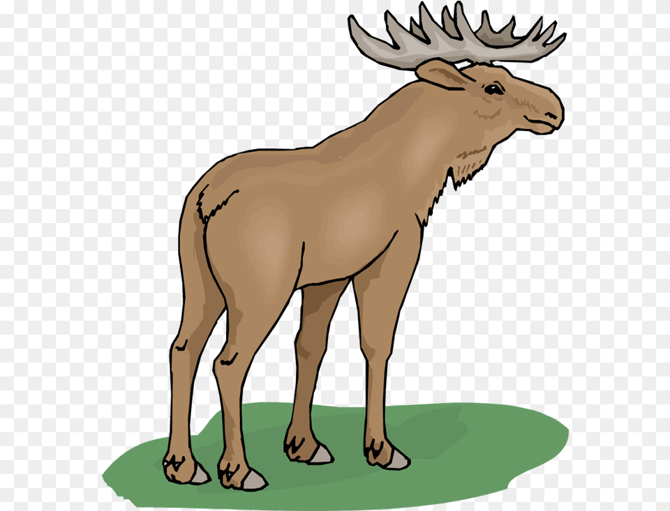 Moose Download Clipart Clip Art, Animal, Deer, Mammal, Wildlife Png Image