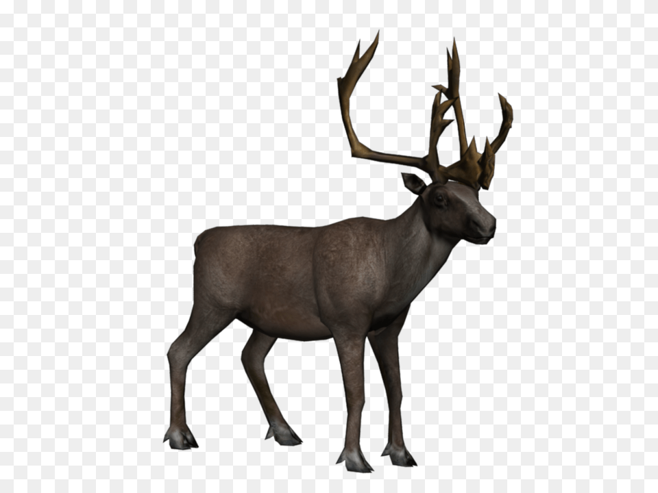 Moose Elk, Animal, Antelope, Deer, Mammal Png Image