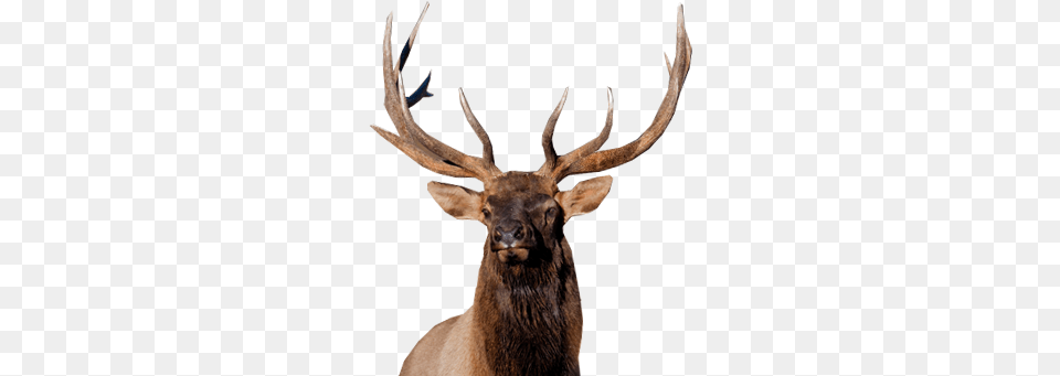 Moose Elk Elk, Animal, Antelope, Deer, Mammal Free Transparent Png