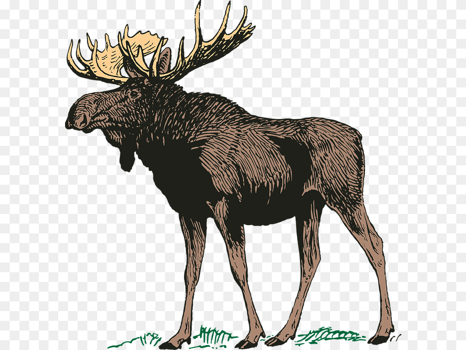 Moose Elk Transparent Moose, Animal, Mammal, Wildlife, Antelope Png
