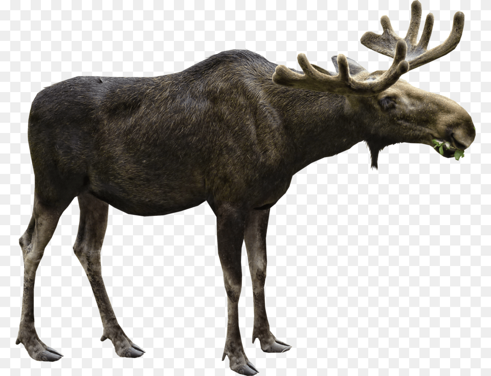 Moose Free Download Moose, Animal, Antelope, Mammal, Wildlife Png Image