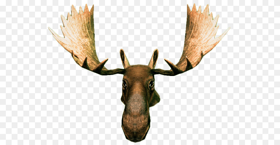 Moose Head, Animal, Mammal, Wildlife Png Image