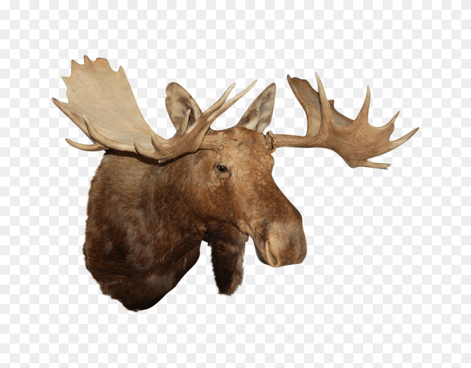 Moose Head Moose Head Background, Animal, Mammal, Wildlife, Antelope Png Image