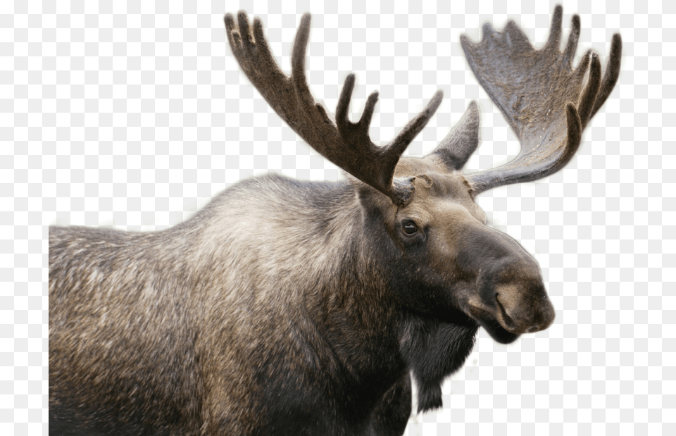 Moose Image Moose In Stowe Vermont, Animal, Mammal, Wildlife, Antelope Free Png Download