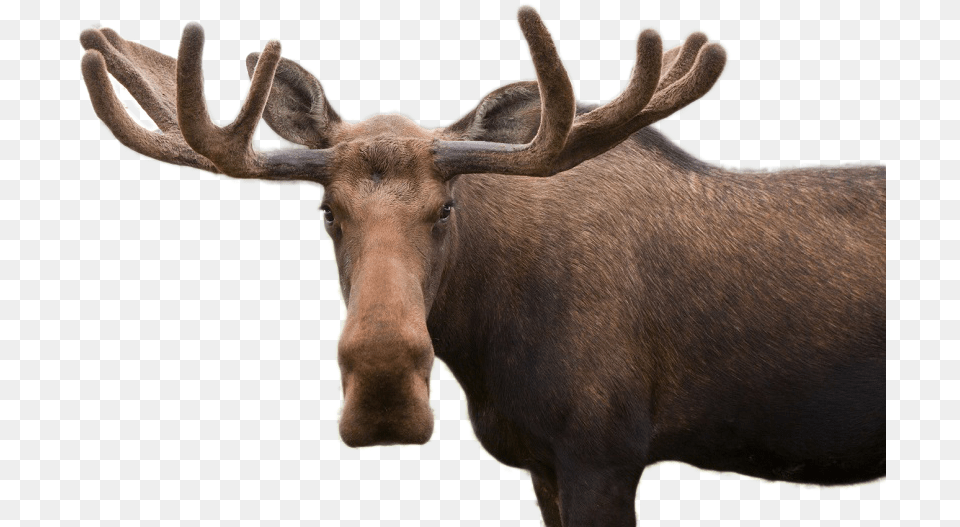 Moose Image Moose Pun, Animal, Mammal, Wildlife, Antelope Free Transparent Png