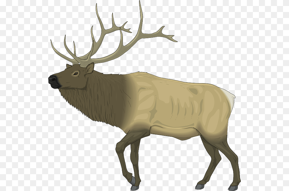Moose Large Body Animal Mammal Antlers Elk Clip Art Deer, Wildlife, Cattle, Cow Free Png Download