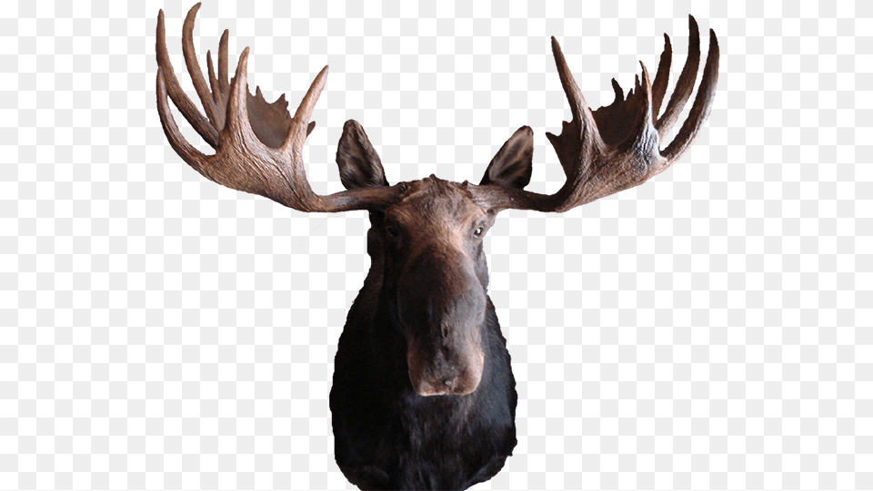 Moose Mount Transparent Moose, Animal, Antelope, Mammal, Wildlife Png