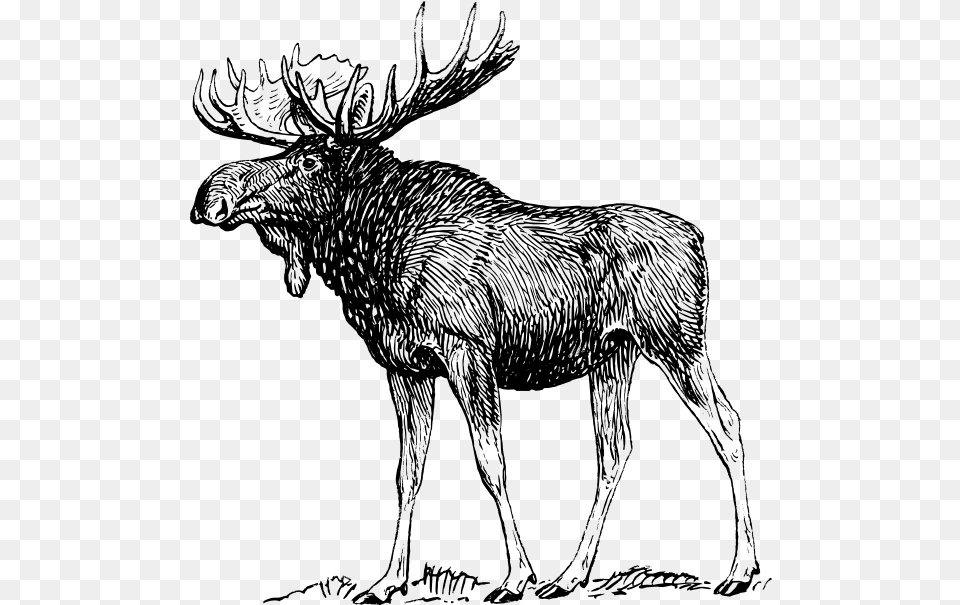 Moose Pictures To Print Moose Drawing, Gray Free Png