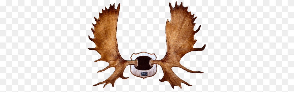 Moose Rack Clipart, Antler Free Png