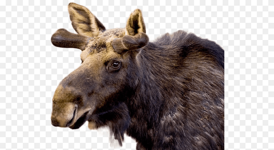 Moose Reindeer, Animal, Mammal, Wildlife, Kangaroo Free Png