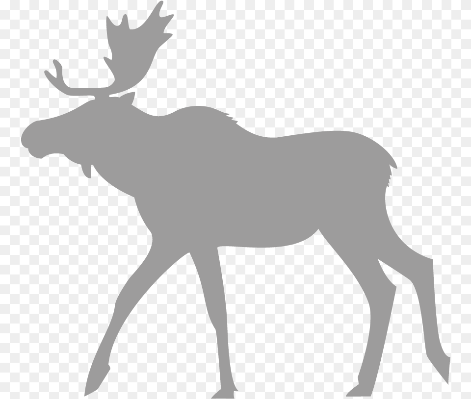 Moose To Trace, Animal, Deer, Mammal, Wildlife Free Png