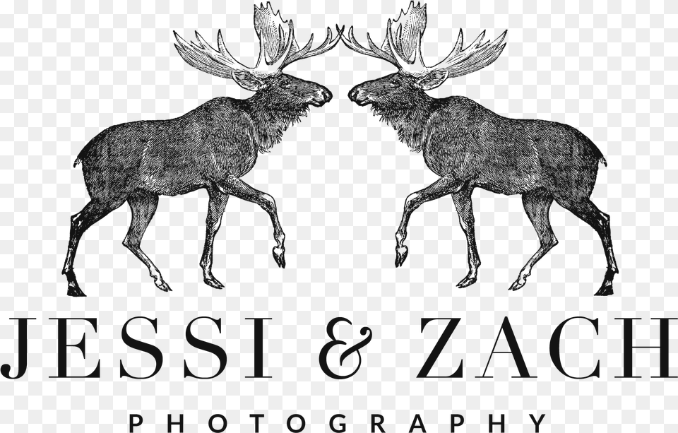 Moose X Moose Al Ajial Holding, Animal, Antelope, Deer, Mammal Free Transparent Png