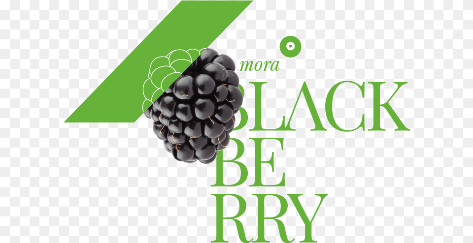 Mora Canastita, Berry, Food, Fruit, Plant Free Transparent Png