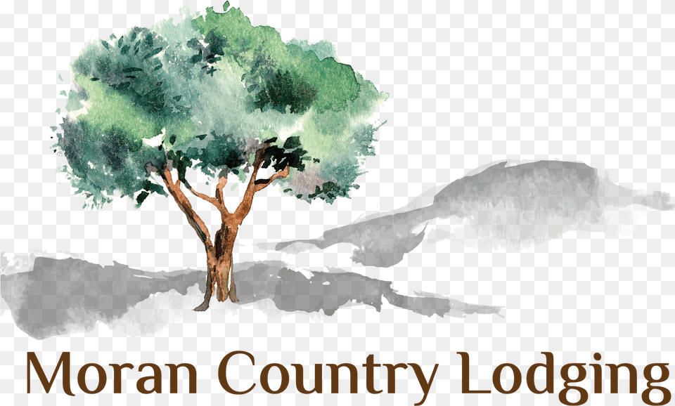 Moran Lodge Logo Olive Tree Illustration, Plant, Sycamore, Oak, Vegetation Free Transparent Png