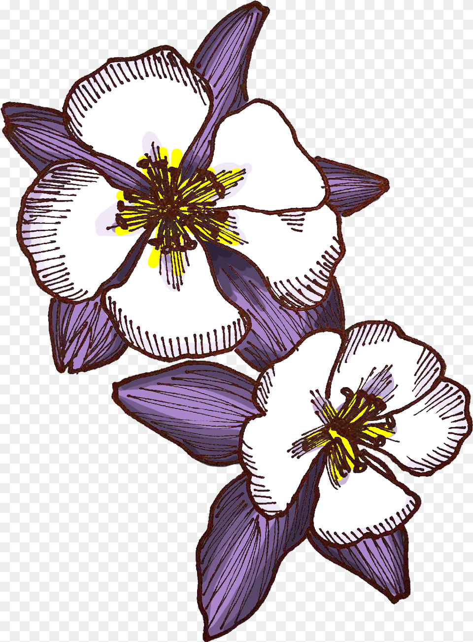 Morbid Curiosity Versus Fetishization Of Killers Iris, Anther, Flower, Plant, Anemone Free Transparent Png