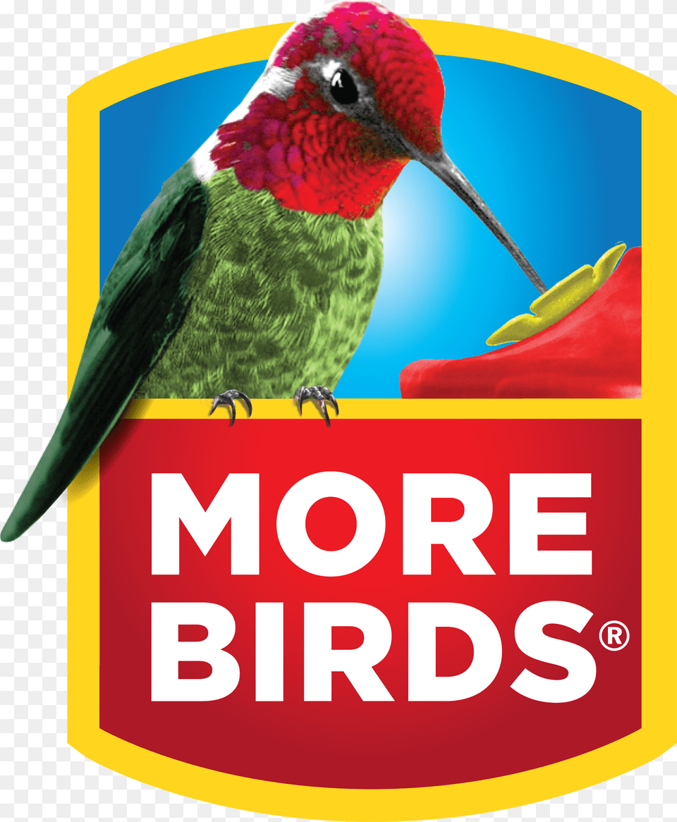 More Birds Hummingbirdlogo Classic Brands Ed Markey For Us Senate Logo, Animal, Beak, Bird, Hummingbird Free Png