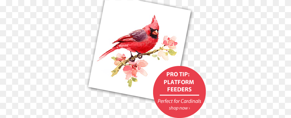 More Importantly You Provide For The Birds In Your United Visual Products Place Orders Here Sign, Animal, Bird, Cardinal Free Transparent Png