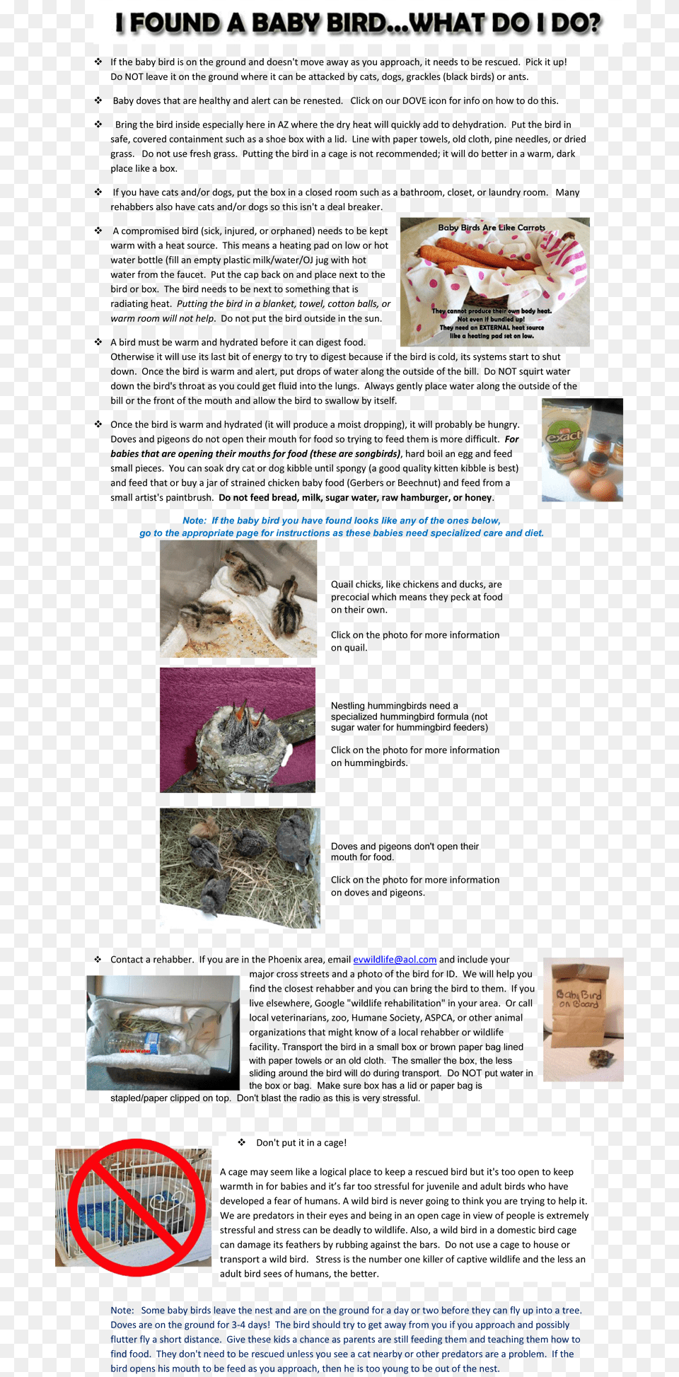More Info On What To Do When Finding A Baby Bird Desert Breeze Hummingbird Habitat, Advertisement, Poster, Art, Collage Png Image