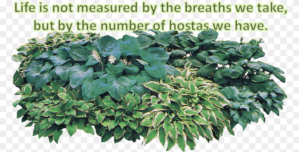 More Information Contact Dixieregiongmail Number Of Hostas Oval Sticker, Herbal, Herbs, Vegetation, Leaf Png Image
