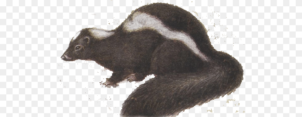 More Information Drawing, Animal, Mammal, Wildlife, Bear Free Transparent Png