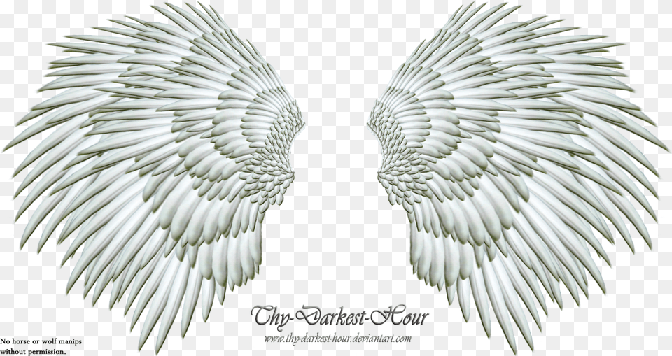More Like Angel Wings 06 By Thy Darkest Hour Clip Art, Animal, Bird, Vulture Png