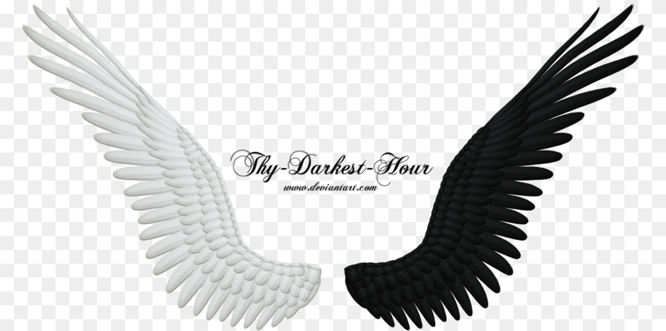 More Like Good And Evil Angel Wings 05 By Thy Black And White Wings, Animal, Bird, Eagle, Vulture Free Png Download