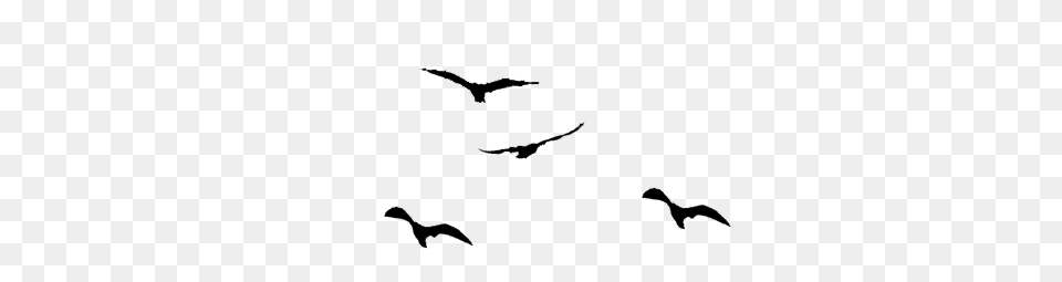 More Like Stock Black Flying Birds, Gray Png