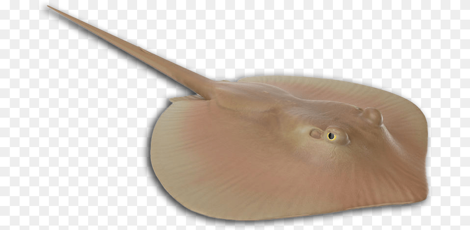 More Louisiana Fish Species Freshwater Whipray, Animal, Sea Life, Stingray, Shark Free Transparent Png