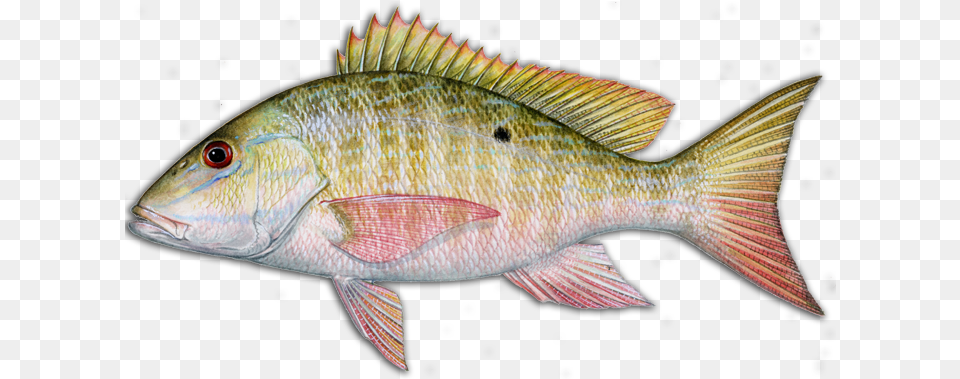 More Louisiana Fish Species Hook Dat Fishing Charters Mutton Snapper, Animal, Sea Life, Perch Free Png