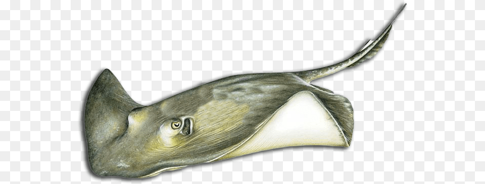 More Louisiana Fish Species Manta Ray, Animal, Sea Life, Stingray, Shark Free Png Download