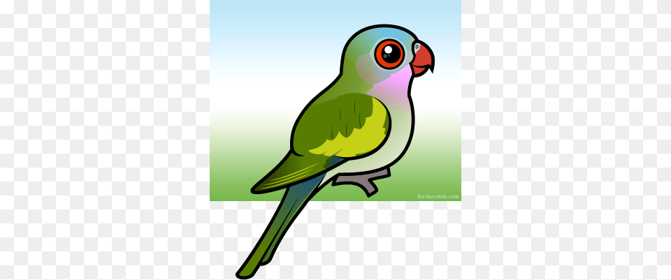 More Products Cartoon, Animal, Bird, Parakeet, Parrot Png Image