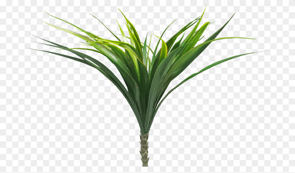 More View Sweet Grass, Plant, Food, Leek, Produce Png