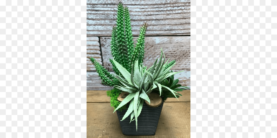 More Views, Plant, Aloe Free Transparent Png