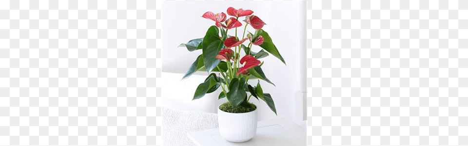 More Views, Flower, Plant, Flower Arrangement, Potted Plant Free Png Download