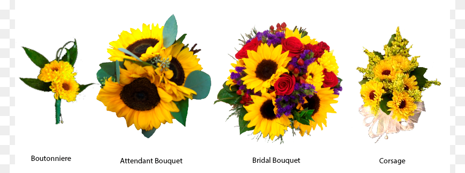 More Views, Flower, Plant, Sunflower, Flower Arrangement Free Png Download