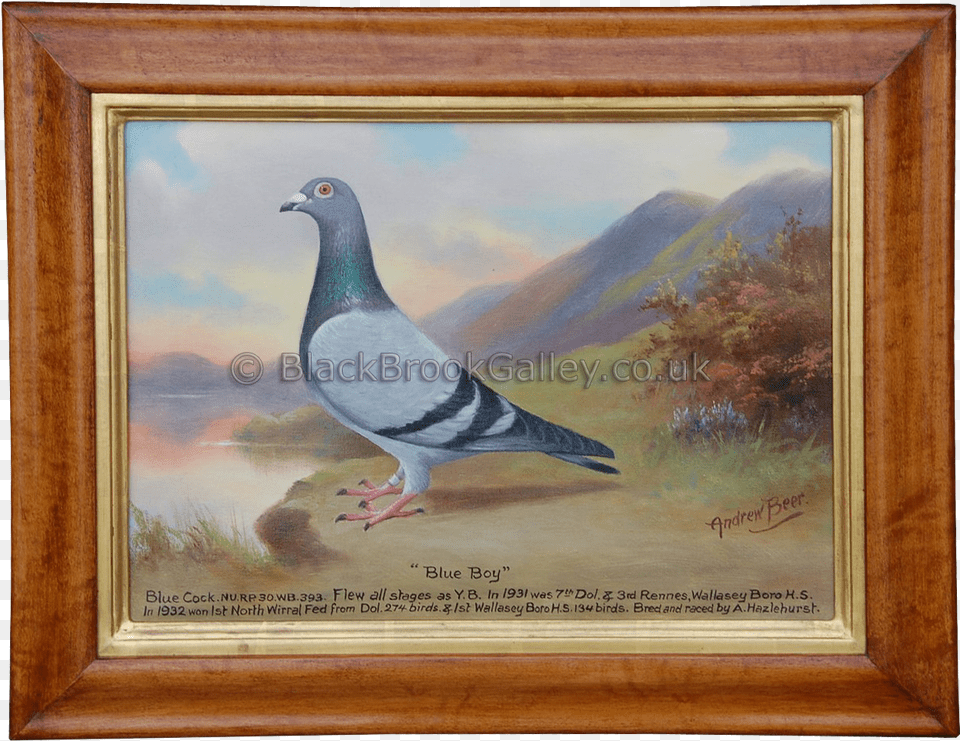 More Views Andrew Beer, Animal, Bird, Pigeon, Art Png Image