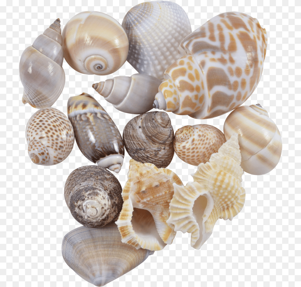 More Views Seashell Seashell, Animal, Seafood, Sea Life, Invertebrate Png