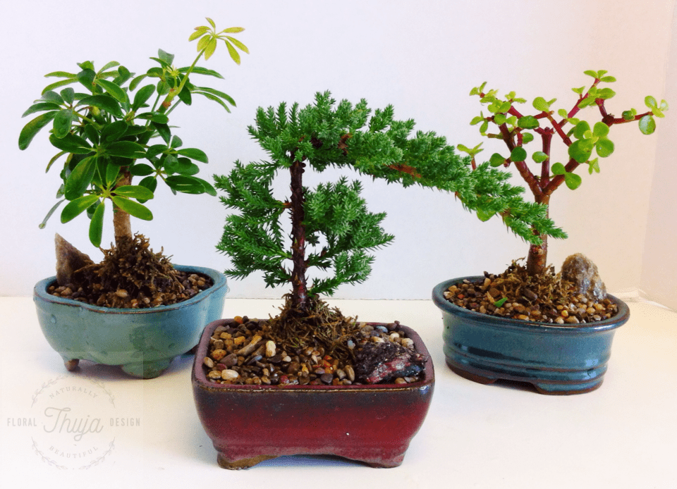 More Views Thuja Floral Design, Plant, Potted Plant, Tree, Bonsai Png Image