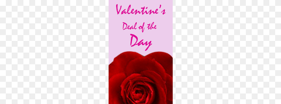More Views Valentine39s Day, Flower, Petal, Plant, Rose Free Png