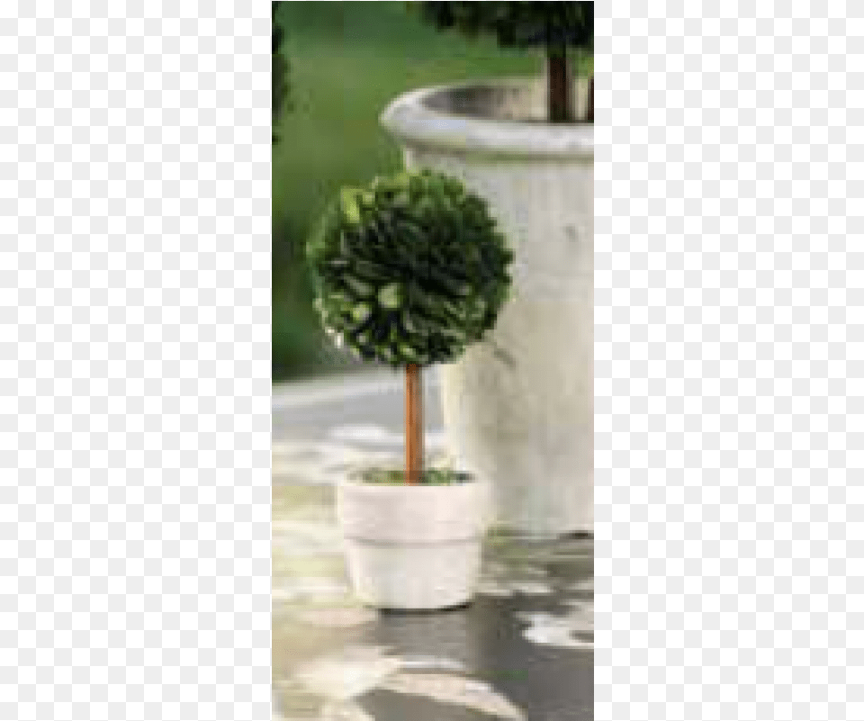 More Views Zodax Ch 1826 Preserved Boxwood Square Shaped Topiary, Vase, Tree, Pottery, Potted Plant Png