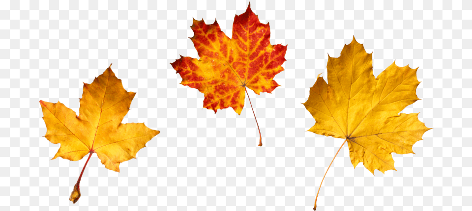 More Winter Tree Leaf, Maple, Plant, Maple Leaf Png Image