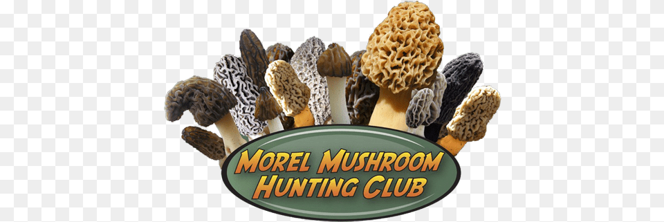 Morel Mushroom Hunting Club Logo Morel Mushroom Hunting Club, Fungus, Plant, Agaric, Amanita Free Transparent Png