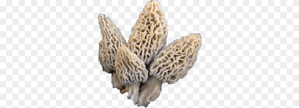 Morel Mushrooms Morelmushrooms Shrooms Nature Morchella Deliciosa, Fungus, Plant, Mushroom, Agaric Free Png Download