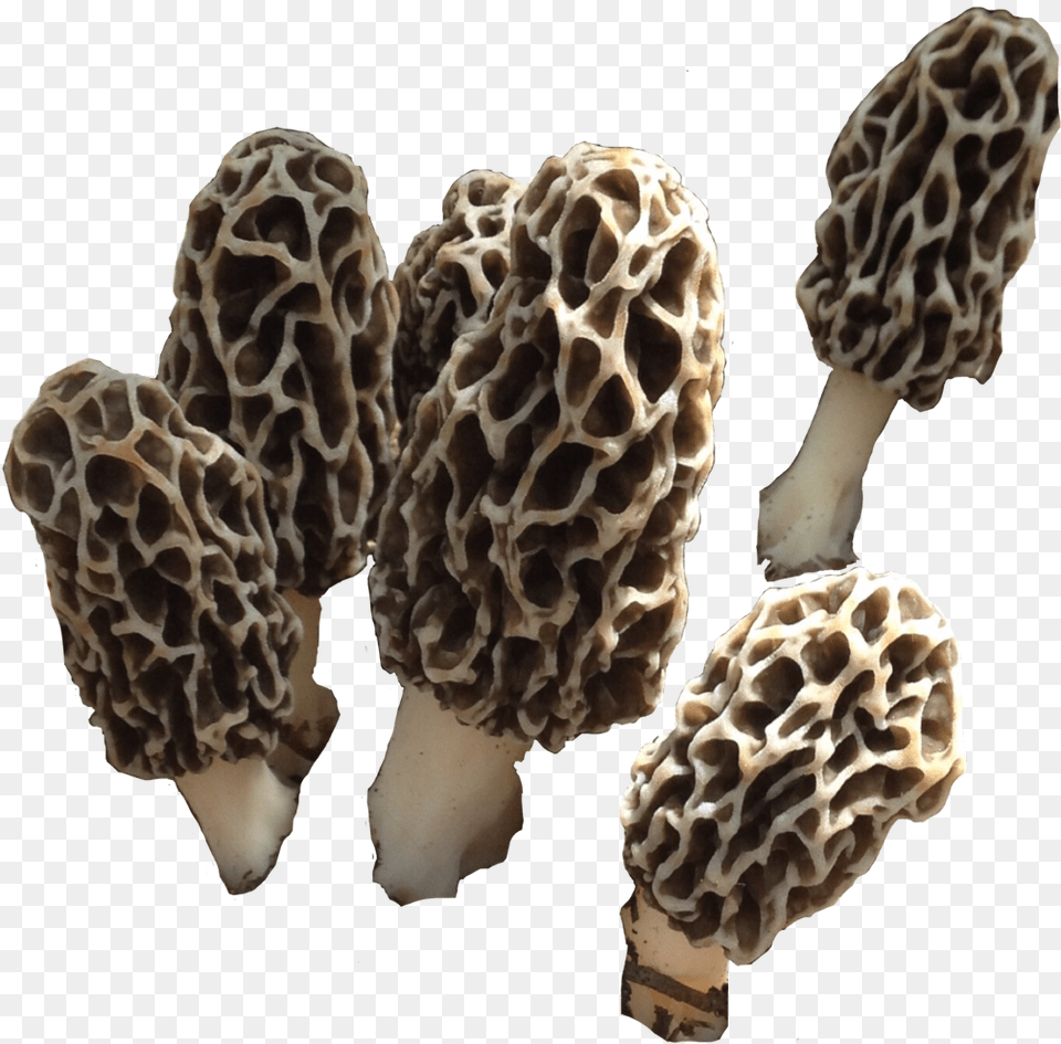Morelmushroom Mushroom Shroom Fungi Morel Nature False Morel, Fungus, Plant, Agaric, Amanita Free Png Download