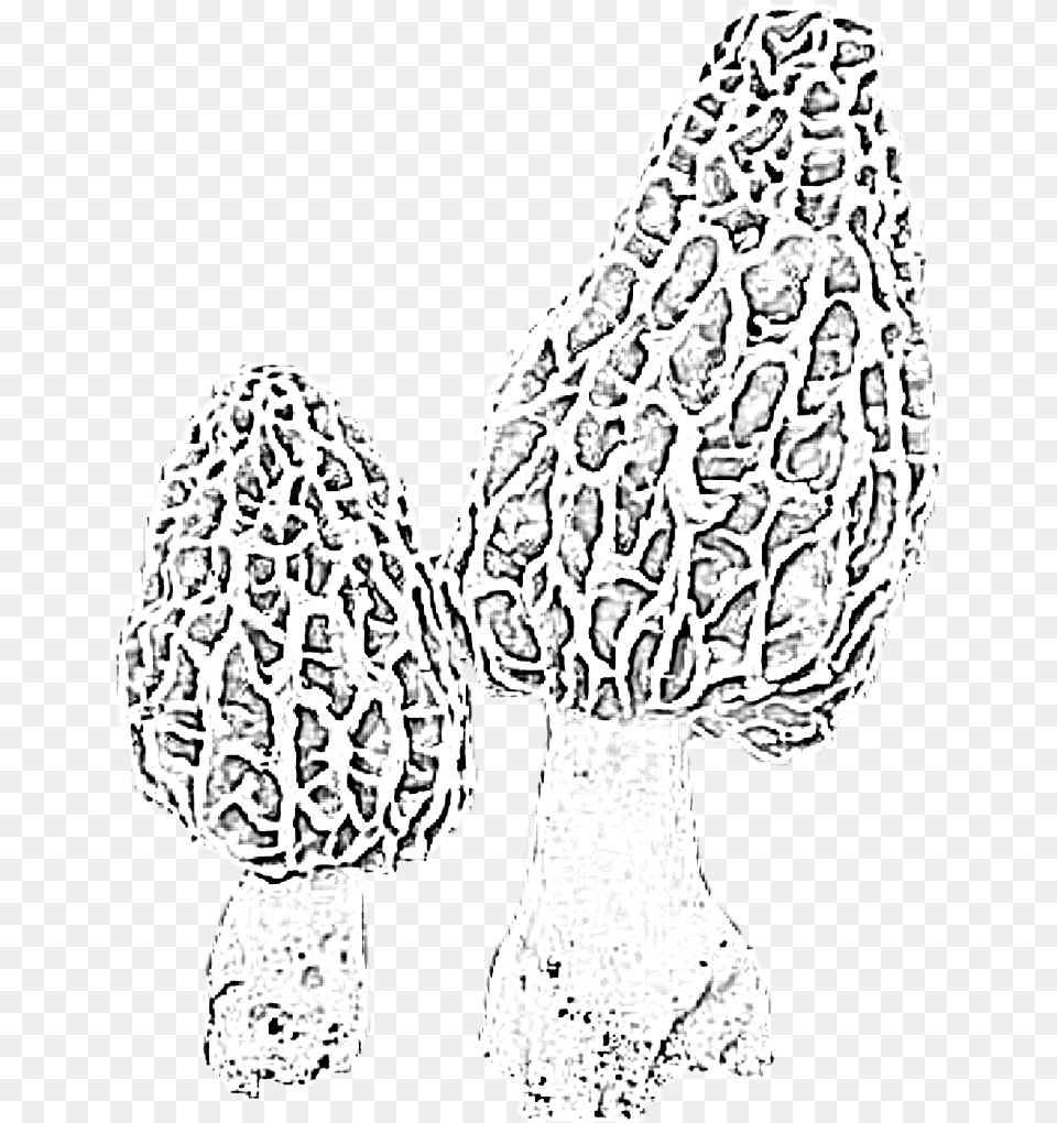 Morels Morelmushrooms Mushrooms Fungi Nature Woods Line Art, Fungus, Agaric, Plant, Mushroom Png