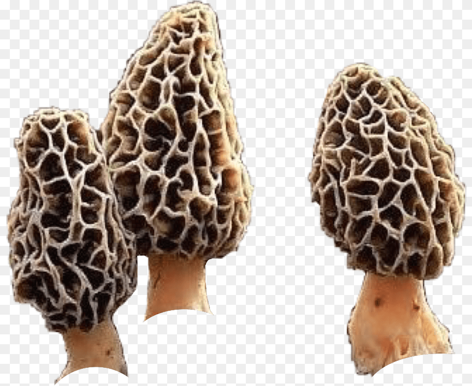 Morels Morelmushrooms Shrooms Mushrooms Natnat7w Morel Mushrooms, Fungus, Plant, Mushroom, Agaric Free Transparent Png