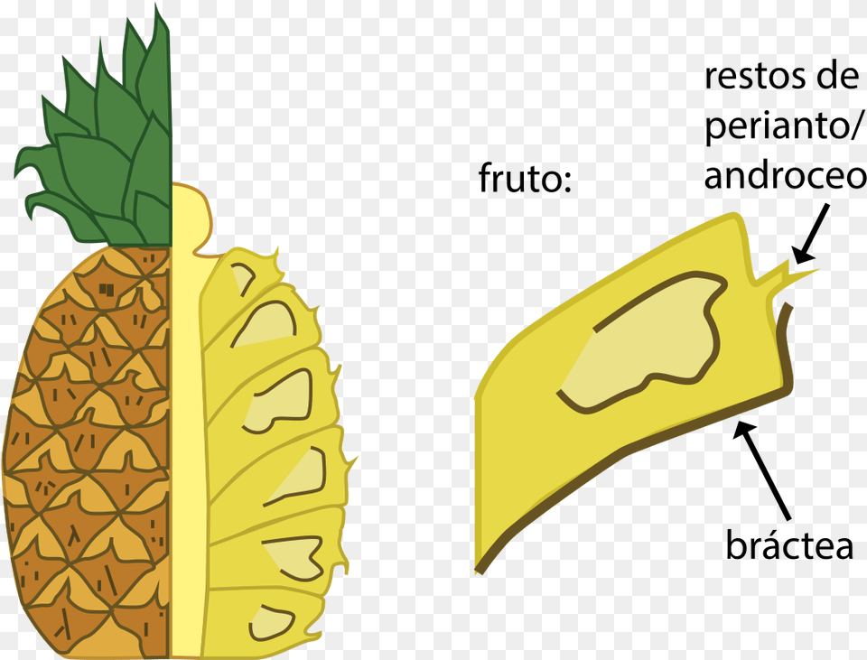 Morfologia De La, Food, Fruit, Produce, Pineapple Free Transparent Png